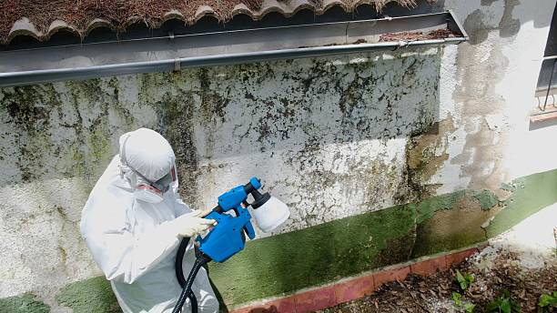 Trusted Attic Mold Removal service in Queen, PA - Cheap Mold Removal